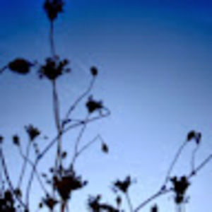 Meet your Posher, Bree